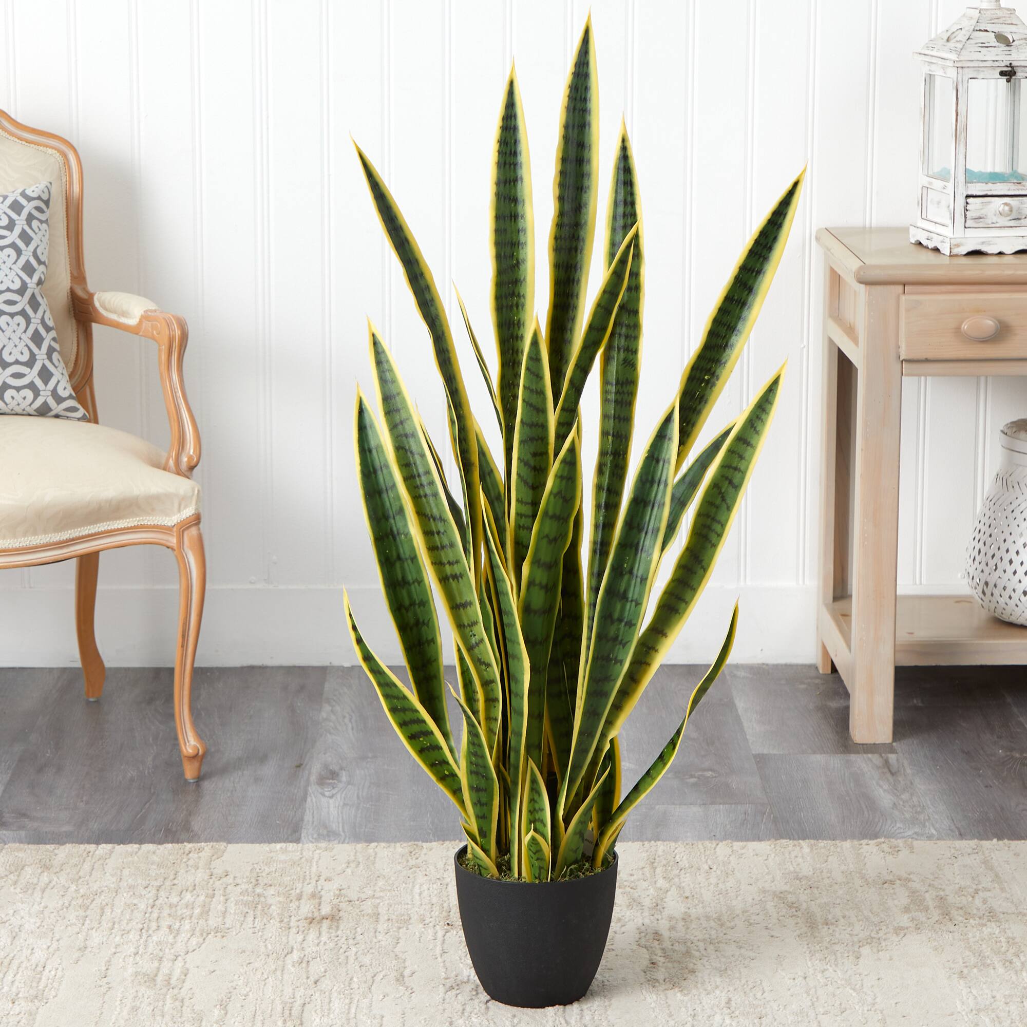 4ft. Potted Snake Plant